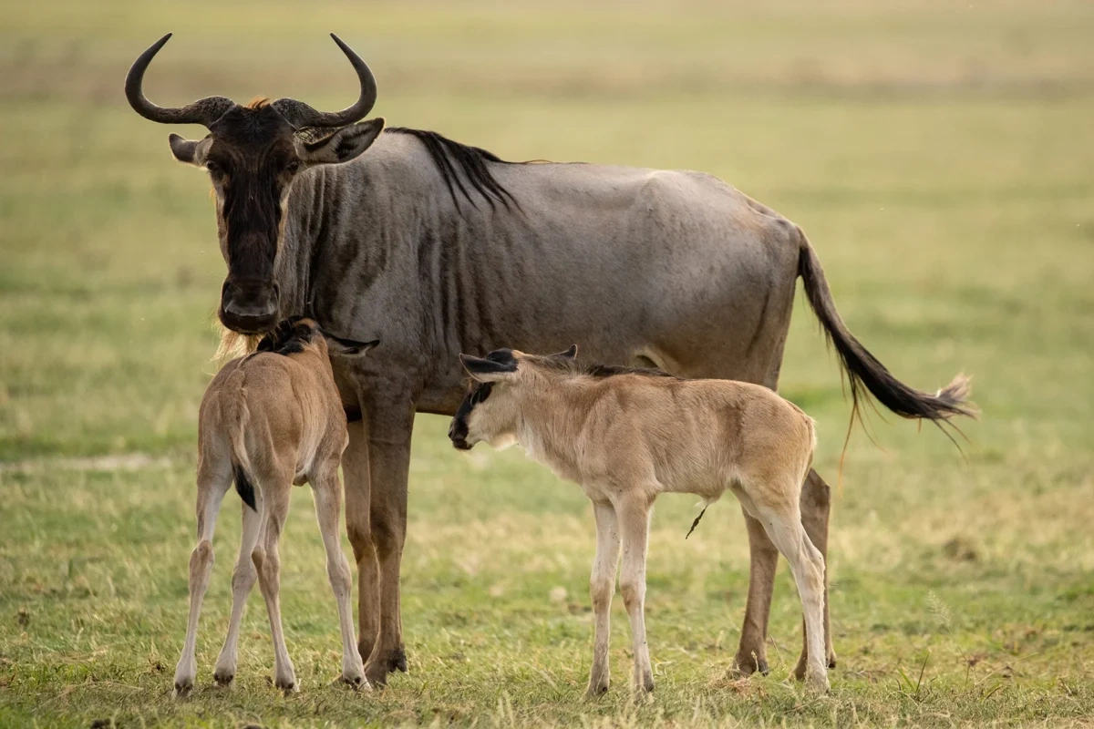12 days Ndutu calving migration private family safari in Tanzania