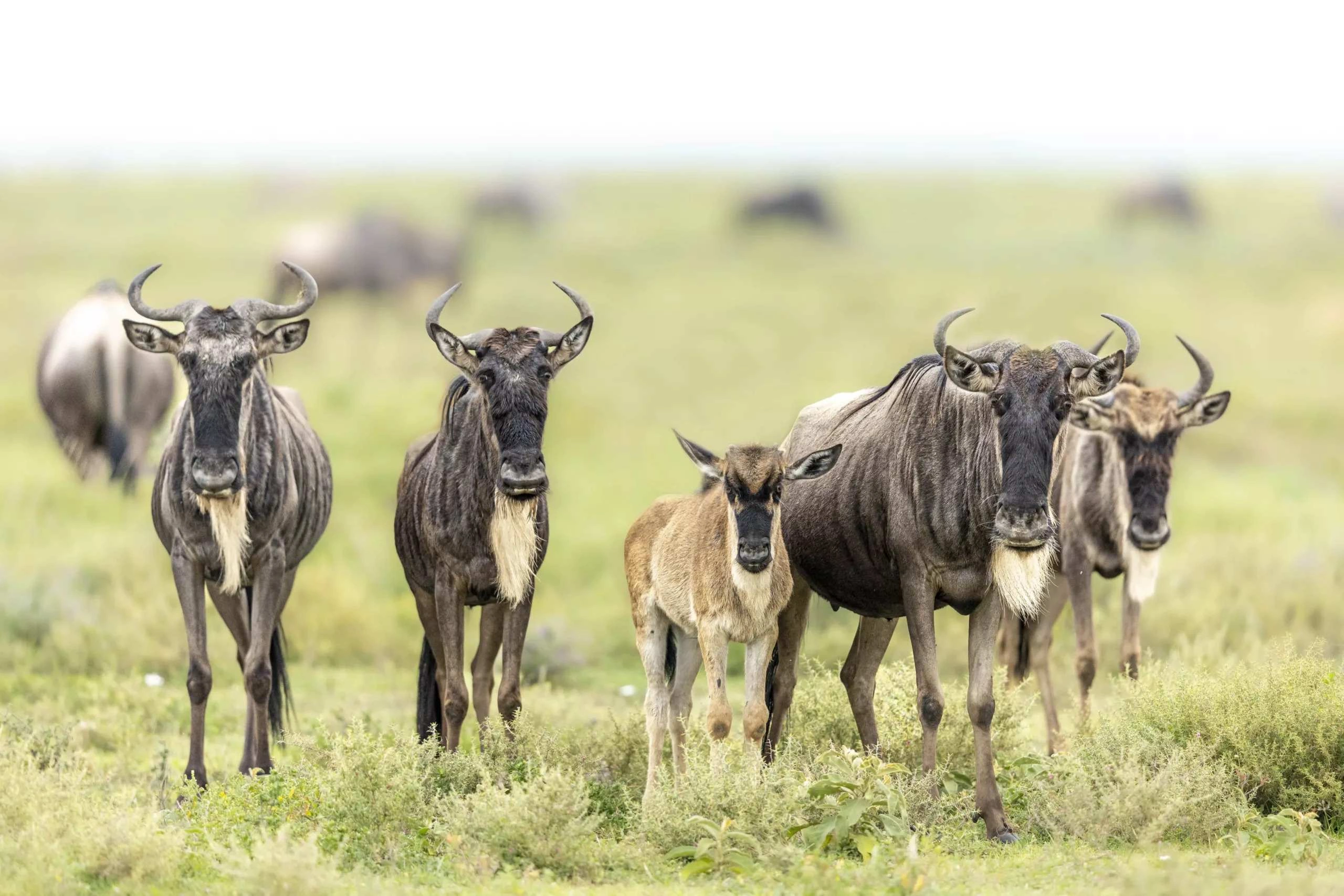 12 days Ndutu calving migration safari group to private route in Tanzania