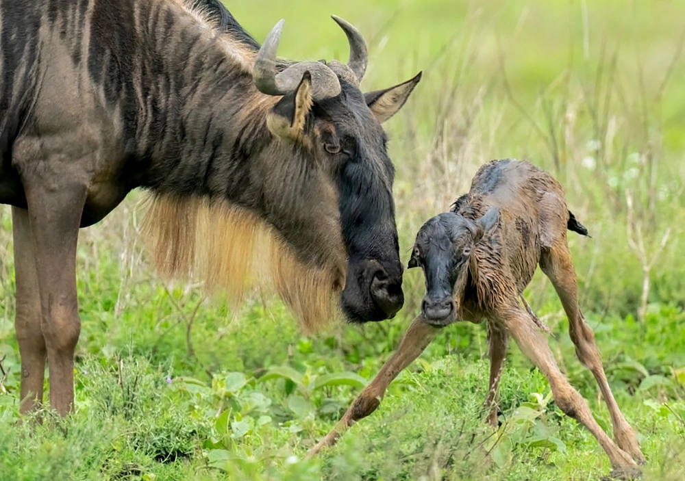 Calving season in Ndutu and southern Serengeti