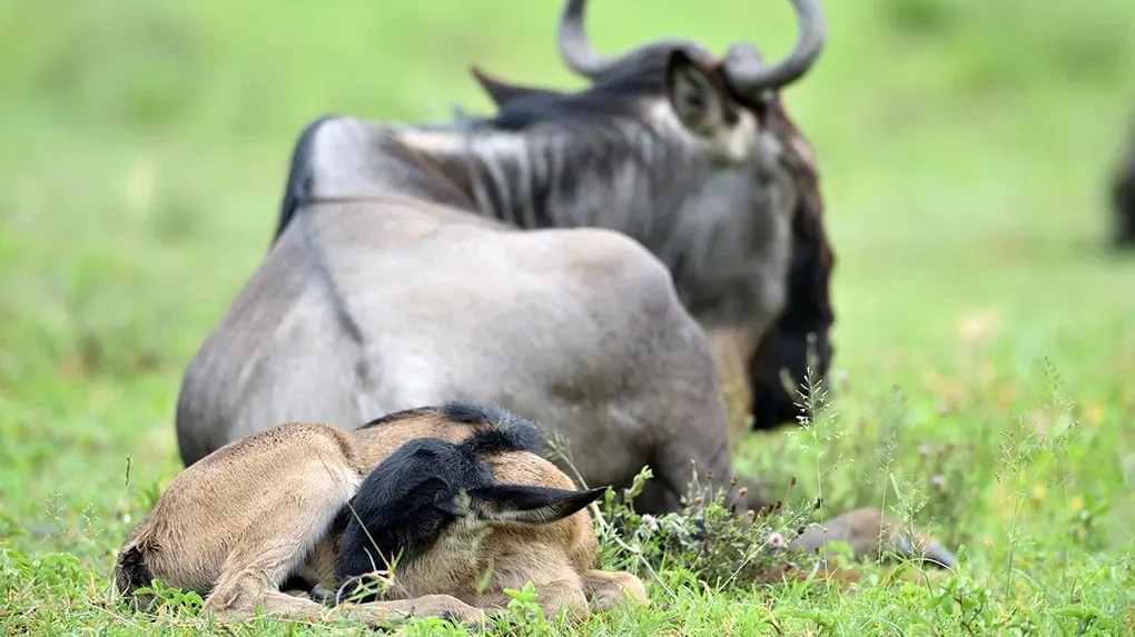 December to March calving season safari in Ndutu and southern Serengeti