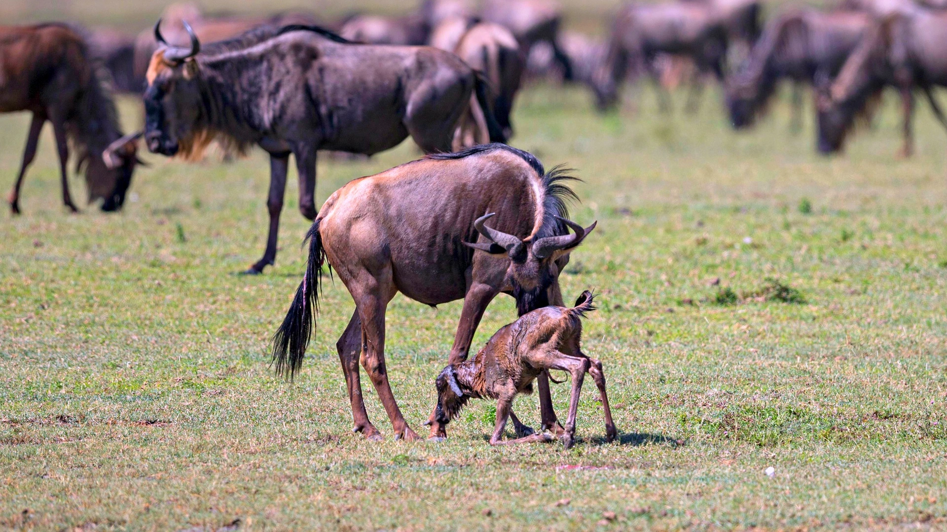 Travelers planning a calving season migration safari in Tanzania