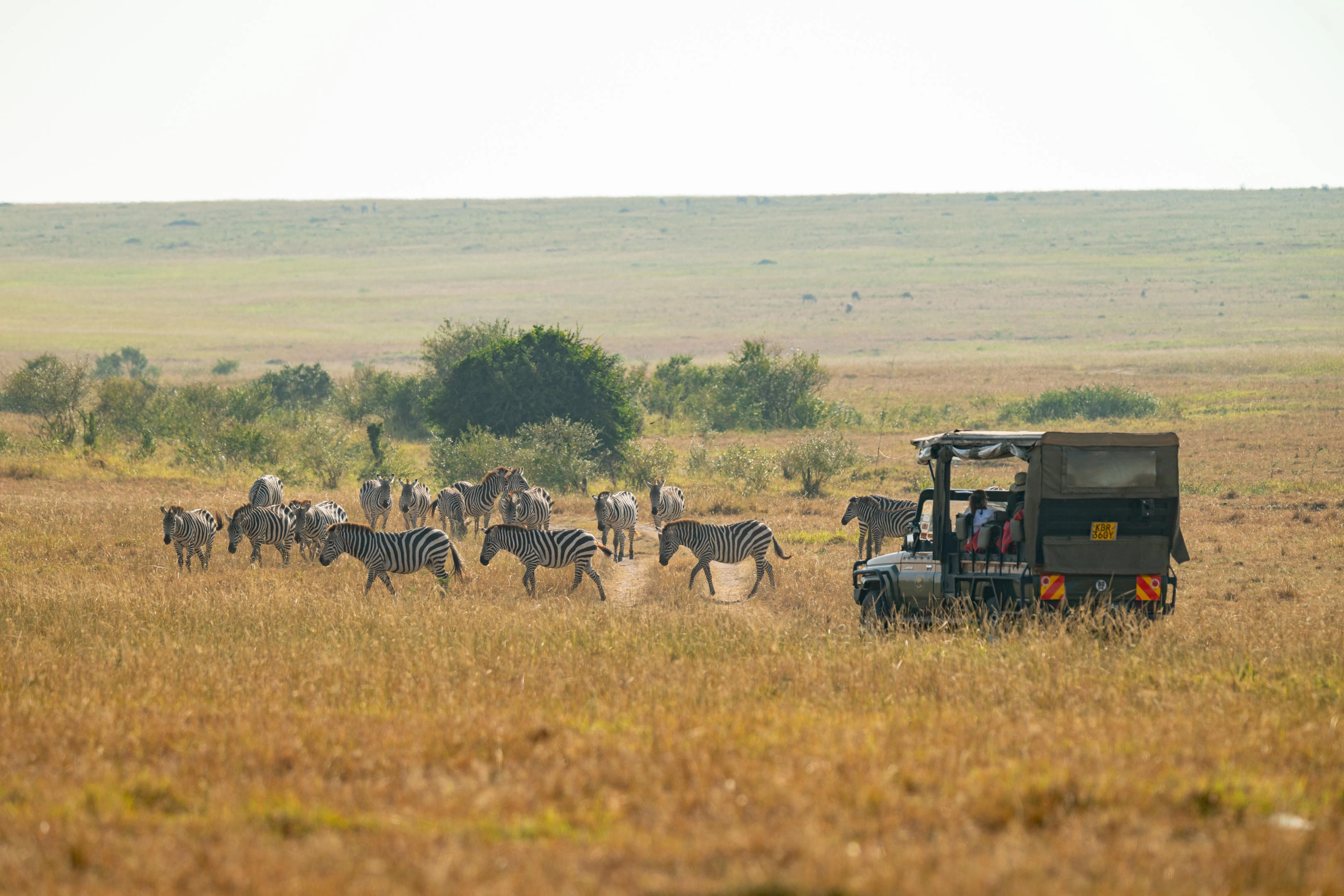 Northern Serengeti river-season phase of the Great Migration