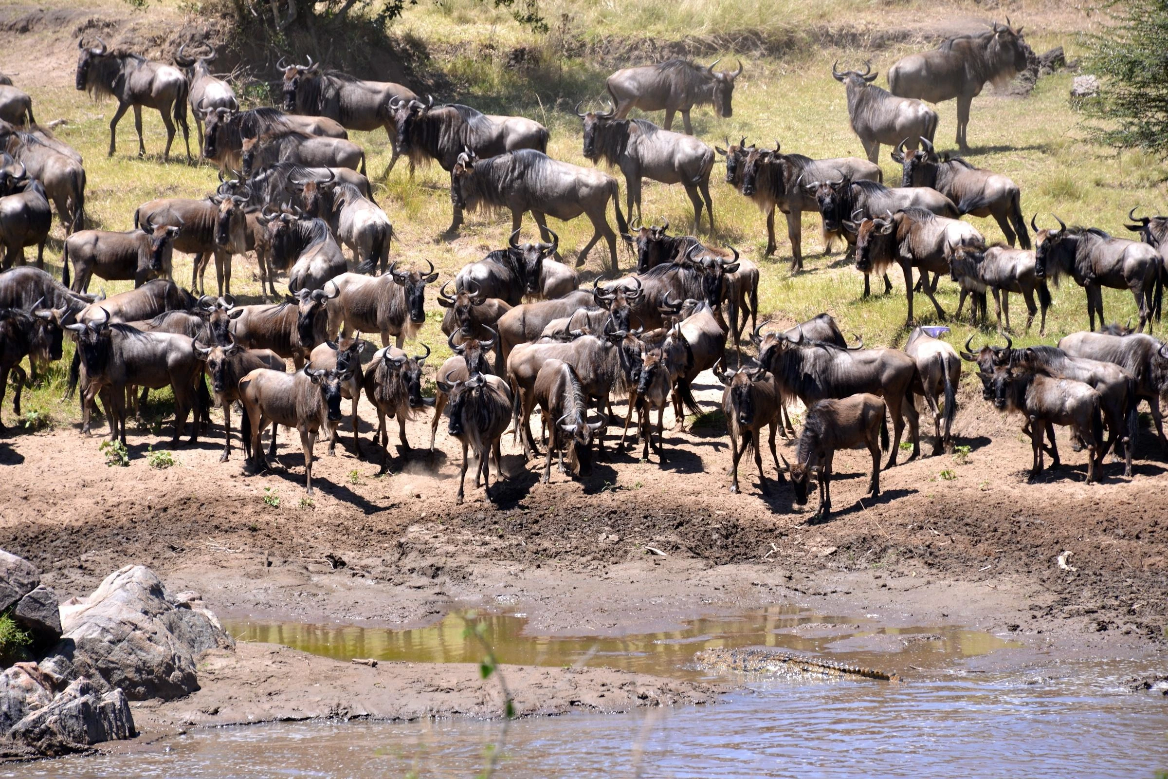 6 days Masai Mara migration short luxury break in Kenya