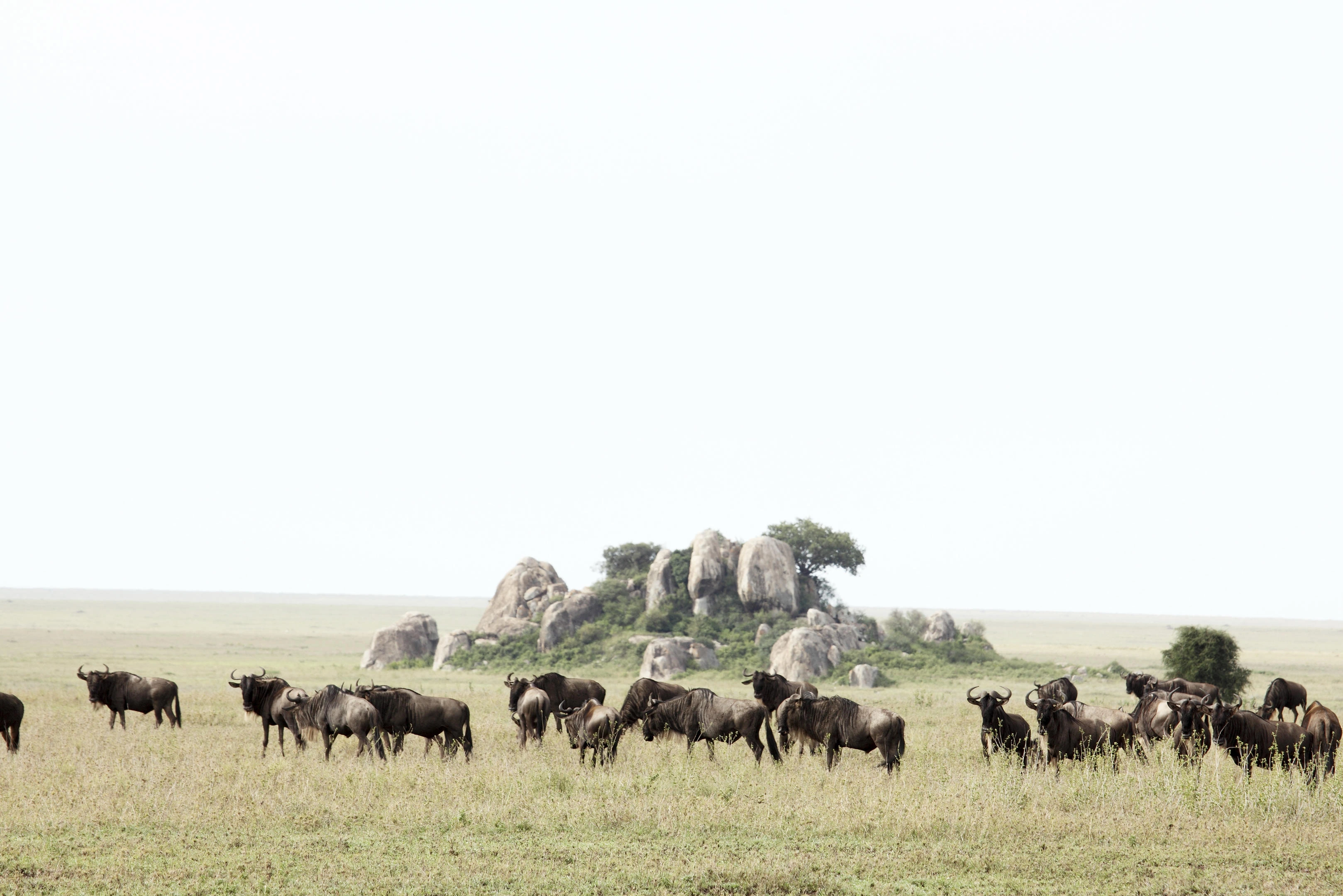 12 days grand East Africa Great Migration journey