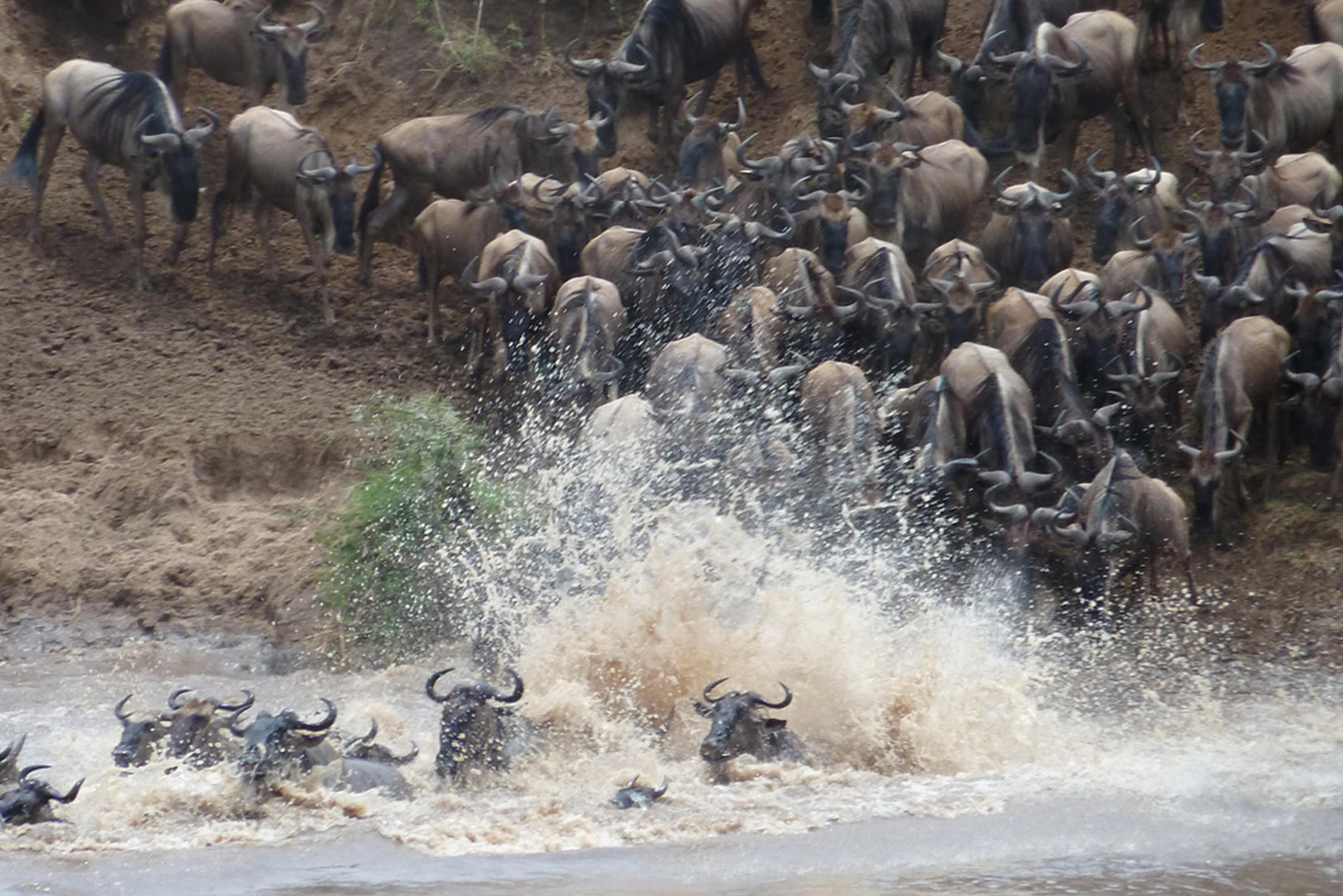 Bush to beach Great Migration and Zanzibar safari