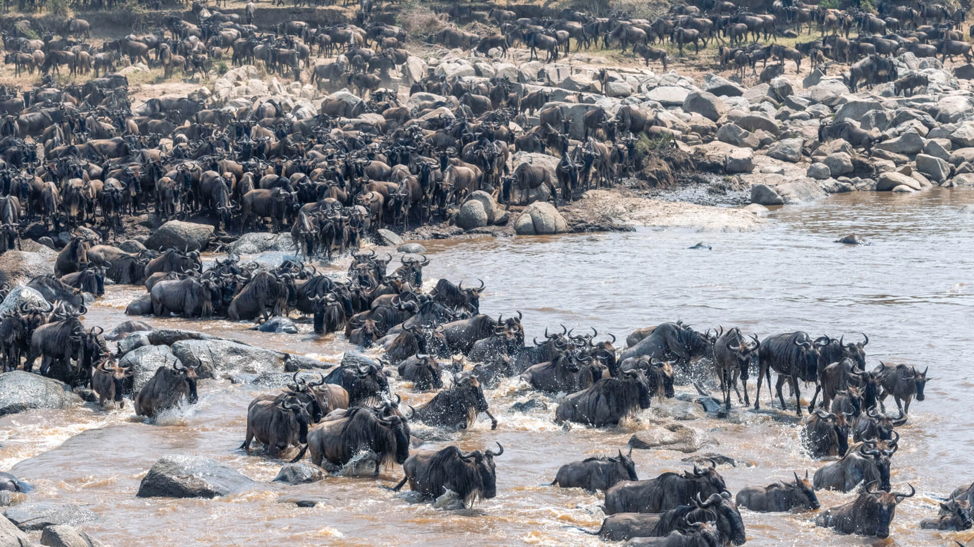 8 days Tanzania Great Migration safari