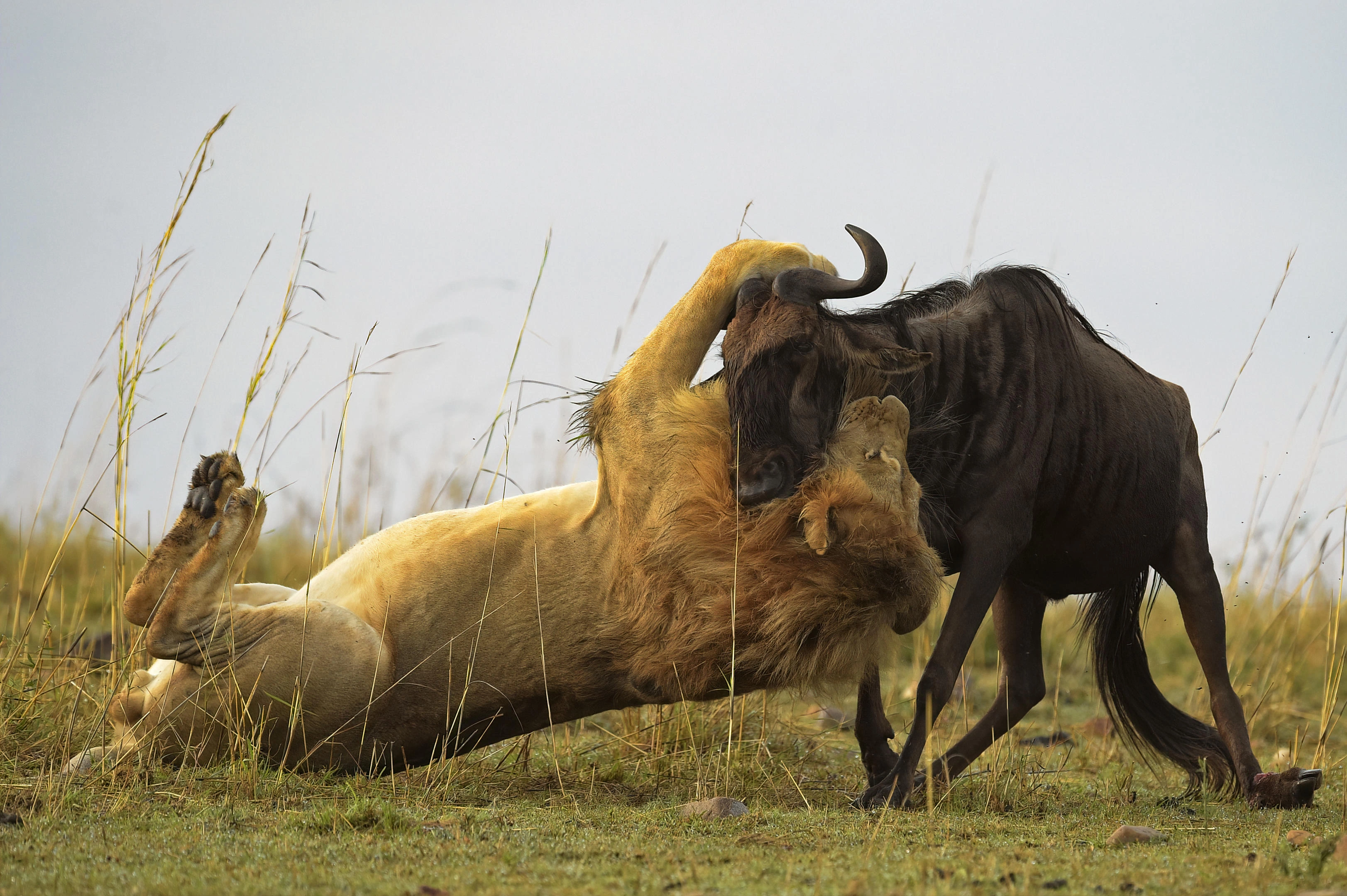 Northern Serengeti migration safari with dry-season herd movement and Mara River positioning